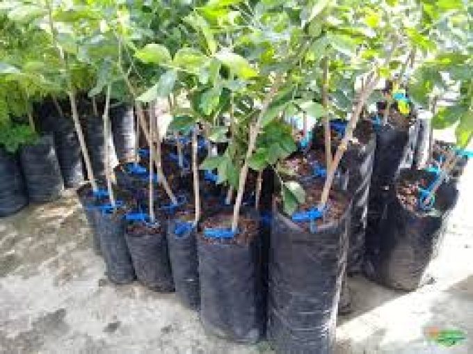 Bambu&iacute; mais verde